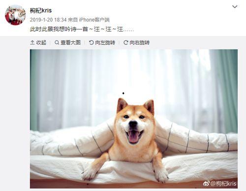 张恒爆料狗狗视频,背后真相令人震惊  第2张 张恒爆料狗狗视频,背后真相令人震惊  第2张
