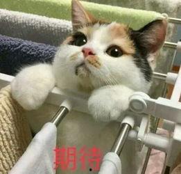 娱乐吃瓜酱三花猫的魅力,娱乐吃瓜酱的喵星人风采  第2张 娱乐吃瓜酱三花猫的魅力,娱乐吃瓜酱的喵星人风采  第2张